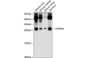 Western blot analysis of extracts of various cell lines, using TSP/NAG-2 antibody (ABIN6129688, ABIN6149635, ABIN6149636 and ABIN6214433) at 1:1000 dilution. (TSPAN4 Antikörper  (AA 107-201))