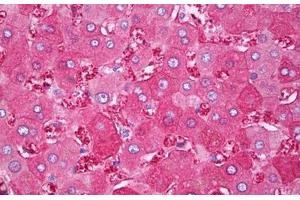 Anti-FTH1 antibody IHC staining of human liver. (FTH1 Antikörper)