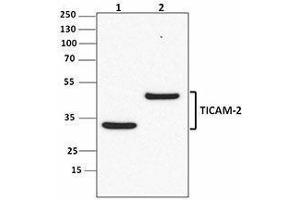 Western Blotting (WB) image for anti-Toll-Like Receptor Adaptor Molecule 2 (TICAM2) antibody (ABIN2665412) (TICAM2 Antikörper)