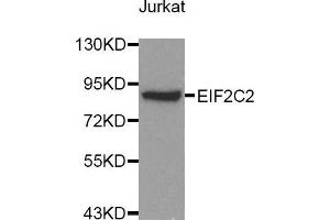 Western blot analysis of extracts of Jurkat cell lines, using AGO2 antibody. (AGO2 Antikörper)