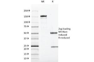SDS-PAGE Analysis of Purified, BSA-Free SOX10 Antibody (clone SOX10/991).