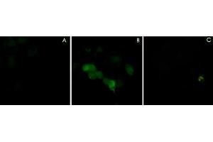 Immunocytochemical labeling using PLXNA1 polyclonal antibody  in COS-7 cells mock transfected (A) or transfected with Myc-tagged mouse PLXNA1 construct (B). (Plexin A1 Antikörper  (N-Term))