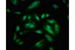 Immunofluorescence (IF) image for anti-Signal-Induced Proliferation-Associated 1 (SIPA1) (AA 759-927) antibody (ABIN7169699)