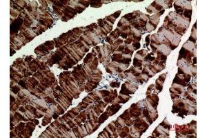 Immunohistochemistry (IHC) analysis of paraffin-embedded Mouse Muscle, antibody was diluted at 1:100. (alpha Tubulin Antikörper)