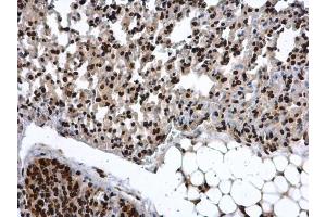 Immunohistochemistry (IHC) image for anti-COMM Domain Containing 7 (COMMD7) antibody (ABIN2856841)