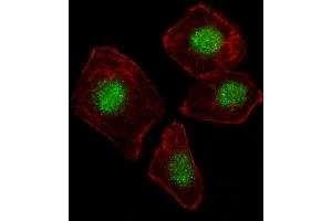 Fluorescent image of A549 cell stained with ZN Antibody (N-term) (ABIN1539171 and ABIN2849572). (ZNF187 Antikörper  (N-Term))