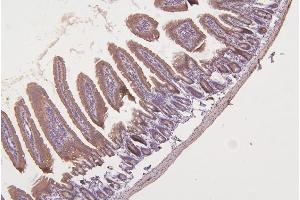 IHC analysis of TXN2 using anti-TXN2 antibody (ABIN7602150). (TXN2 Antikörper  (AA 60-166))