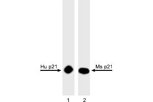 Western Blotting (WB) image for anti-Cyclin-Dependent Kinase Inhibitor 1A (p21, Cip1) (CDKN1A) antibody (ABIN967527) (p21 Antikörper)