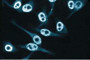 Immunofluorescent staining of HeLa cells. (CDKN1B Antikörper  (AA 1-197))