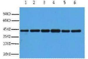 Western Blotting (WB) image for anti-Actin, beta (ACTB) antibody (ABIN3178740) (beta Actin Antikörper)