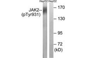 Western blot analysis of extracts from HepG2 cells treated with Na3VO4 0. (JAK2 Antikörper  (pTyr931))