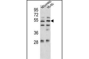 Sestrin-1 Antibody (C-term) (ABIN391992 and ABIN2841780) western blot analysis in NCI-,HL-60 cell line lysates (35 μg/lane).