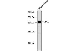 Western blot analysis of extracts of Mouse lung using ISCU Polyclonal Antibody. (ISCU Antikörper)