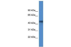 WB Suggested Anti-AGPAT4 Antibody Titration: 1.