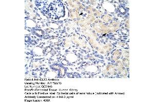 Rabbit Anti-DLX3 Antibody  Paraffin Embedded Tissue: Human Kidney Cellular Data: Epithelial cells of renal tubule Antibody Concentration: 4. (DLX3 Antikörper  (N-Term))