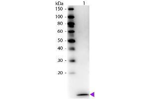 Western Blot of Biotin Conjugated Rabbit Anti-Human MIP-3α Antibody.