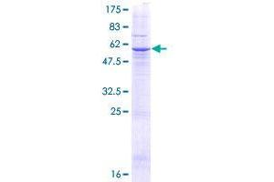 Image no. 1 for Tetratricopeptide Repeat Domain 26 (TTC26) (AA 1-271) protein (GST tag) (ABIN1324010) (TTC26 Protein (AA 1-271) (GST tag))