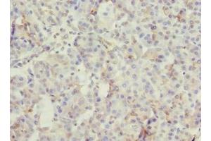 Immunohistochemistry of paraffin-embedded human pancreatic tissue using ABIN7166022 at dilution of 1:100 (ROGDI Antikörper  (AA 14-287))