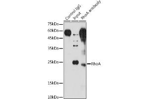 Immunoprecipitation analysis of 200 μg extracts of NIH/3T3 cells using 3 μg RhoA antibody (ABIN6134426, ABIN6146932, ABIN6146933 and ABIN6218128). (RHOA Antikörper  (C-Term))