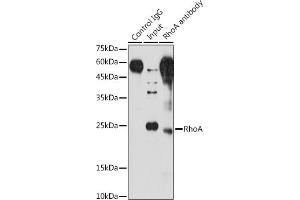 Immunoprecipitation analysis of 200 μg extracts of NIH/3T3 cells using 3 μg RhoA antibody (ABIN6134426, ABIN6146932, ABIN6146933 and ABIN6218128). (RHOA Antikörper  (C-Term))