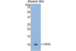 Western Blotting (WB) image for anti-Fibronectin Type III Domain Containing 5 (FNDC5) (AA 74-209) antibody (ABIN1858906) (FNDC5 Antikörper  (AA 74-209))