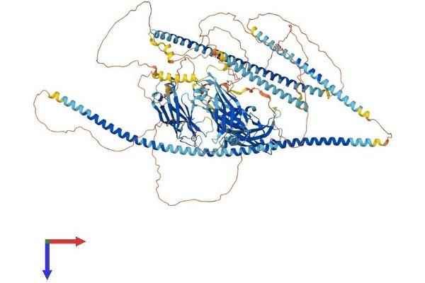RPGRIP1 Protein (AA 1-1286) (His tag)