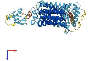 SLC22A3 Protein (AA 1-551) (His tag)