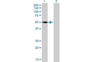 Western Blot analysis of FLJ46536 expression in transfected 293T cell line by FLJ46536 MaxPab polyclonal antibody. (RUFY4 Antikörper  (AA 1-398))