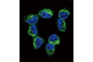 Immunofluorescence (IF) image for anti-Brain-Derived Neurotrophic Factor (BDNF) (AA 206-236) antibody (ABIN3030196)