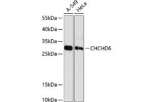 Western blot analysis of extracts of various cell lines, using CHCHD6 antibody (ABIN6133212, ABIN6138497, ABIN6138498 and ABIN6216718) at 1:3000 dilution. (CHCHD6 Antikörper  (AA 1-235))