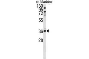 Western blot analysis of CCDC3 Antibody (C-term) in mouse bladder tissue lysates (35ug/lane). (CCDC3 Antikörper  (C-Term))