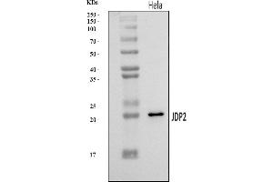 Western blot analysis of JDP2 using anti-JDP2 antibody (ABIN7601338).