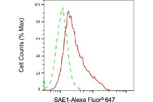 Flow cytometric analysis of SAE1 expression in HAP-1 cells using SAE1 antibody (ABIN7800457), 1:2,000). (SAE1 Antikörper)
