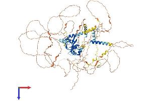MIS18 Binding Protein 1 (MIS18BP1) (AA 1-998) protein (His tag)
