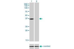 Western blot analysis of NMI over-expressed 293 cell line, cotransfected with NMI Validated Chimera RNAi (Lane 2) or non-transfected control (Lane 1).