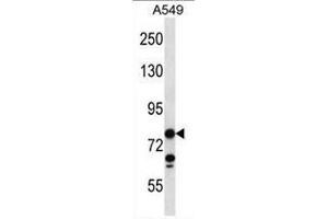CCDC13 Antibody (N-term) western blot analysis in A549 cell line lysates (35µg/lane).