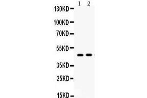Anti- AGTR1 Picoband antibody, Western blotting All lanes: Anti AGTR1  at 0. (Angiotensin II Type-1 Receptor Antikörper  (N-Term))