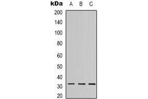 Western blot analysis of C1QL2 expression in A549 (A), MCF7 (B), Hela (C) whole cell lysates. (C1QL2 Antikörper  (C-Term))