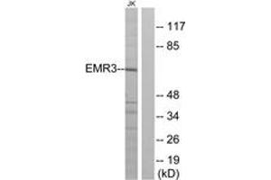 Western blot analysis of extracts from Jurkat cells, using EMR3 Antibody.