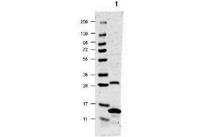 Western blot using  anti-IL-17A antibody shows detection of rat recombinant IL-17A protein (lane 1).
