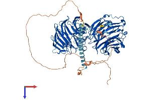 EML1 Protein (AA 1-815) (His tag)