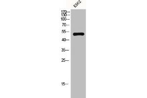 Western Blot analysis of k562 cells using GPR152 Polyclonal Antibody (GPR152 Antikörper  (N-Term))