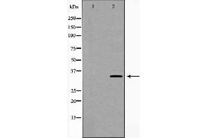 Western blot analysis of extracts of mouse fetal lung tissue lysate, using CA4 antibody. (CA4 Antikörper  (Internal Region))