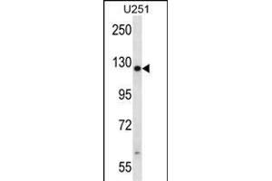 TTC13 Antibody (N-term) (ABIN657597 and ABIN2846596) western blot analysis in  cell line lysates (35 μg/lane). (TTC13 Antikörper  (N-Term))
