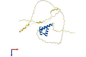 MEOX1 Protein (AA 1-254) (His tag)
