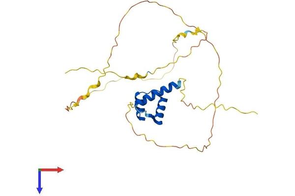 MEOX1 Protein (AA 1-254) (His tag)