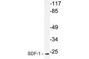 Western blot analysis of SDF-1 Antibody in extracts from HepG2 cells. (CXCL12 Antikörper)