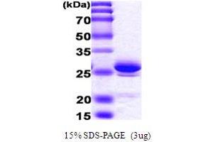 SDS-PAGE (SDS) image for High Mobility Group Box 1 (HMGB1) (AA 1-215) protein (His tag) (ABIN666708) (HMGB1 Protein (AA 1-215) (His tag))