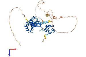 CELF6 Protein (AA 1-481) (His tag)