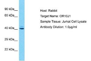 Host: Rabbit Target Name: OR10J1 Sample Type: Jurkat Whole Cell lysates Antibody Dilution: 1. (OR10J1 Antikörper  (C-Term))